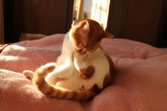 猫画像｜新春グルーミング♡メルでーす！