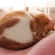 猫画像｜メルは毛布で丸くなる♡メルでーす！