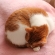 猫画像｜メルは毛布で丸くなる２♡メルでーす！