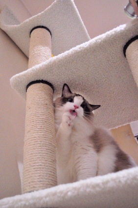 猫画像｜舐めるなよ～タムもタワーで遊べるぞ！