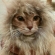 猫画像｜ライオンマロン大人バージョン！