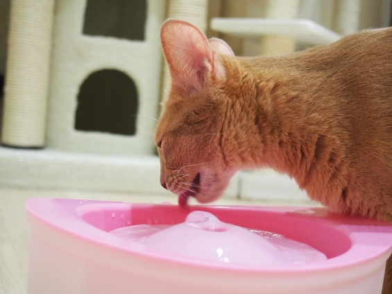 猫画像｜水飲んでるマロンで～す！