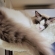 猫画像｜眠い～眠い～タム！