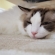 猫画像｜眠たいタム！