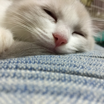 猫画像｜♡アリス寝顔♡