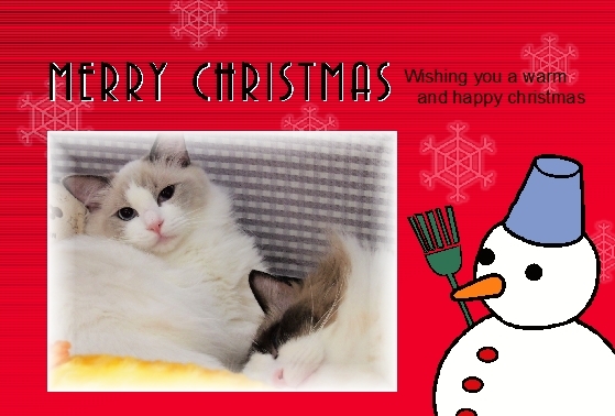 猫画像｜☆彡メリークリスマス☆彡