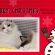 猫画像｜☆彡メリークリスマス☆彡