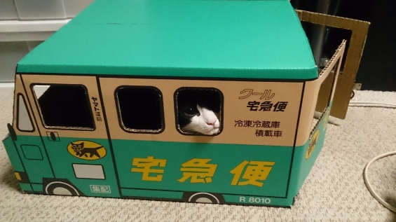 猫画像｜クロネコヤマト