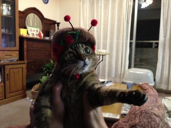 猫画像｜先生んちのクーちゃん＋てんとうむしの帽子