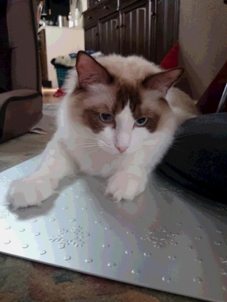 猫画像｜アルミ板は涼しくってお気に入りニャン。