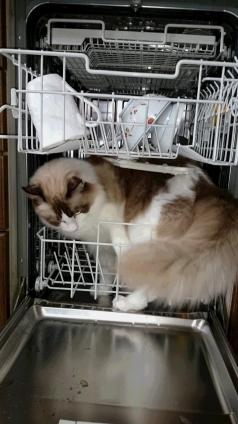 猫画像｜注意　食洗機で猫は洗えません。