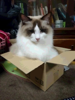 猫画像｜小っちゃい箱は無理だから。
