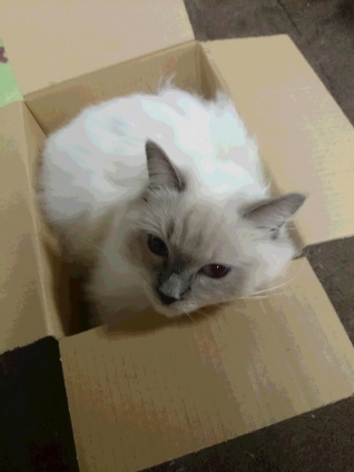 猫画像｜小っちゃい箱にこうめも入る。