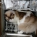 注意　食洗機で猫は洗えません。