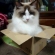 猫画像｜小っちゃい箱は無理だから。
