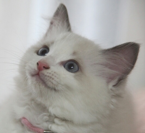 猫画像｜セシル ２ヶ月