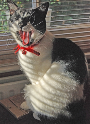 猫画像｜Mr Monty yawning