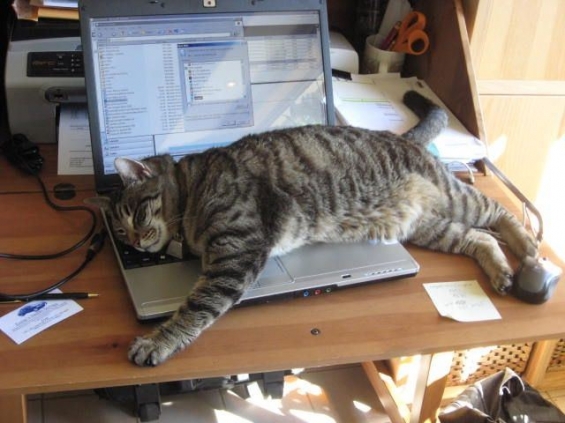 猫画像｜ニックのおじさん  on the PC