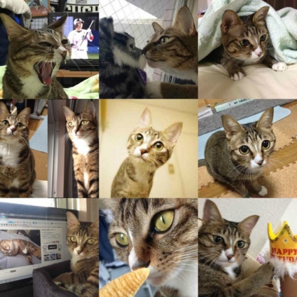 猫画像｜ミー子さんの2周年記念をお祝いして♪