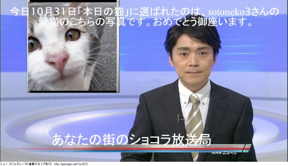 猫画像｜ショコラ放送局7