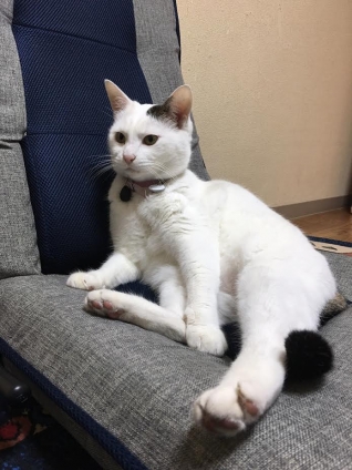 猫画像｜マロ、お気に入りの座椅子の上で♪