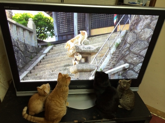 猫画像｜僕らも出たいな岩合光昭さんの世界ネコ歩き