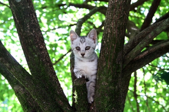 猫画像｜木の上でキメポーズ！