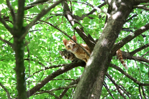 猫画像｜２匹で木登り