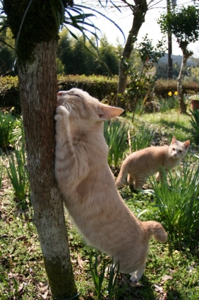 猫画像｜爪とぎの木