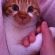 猫画像｜握手