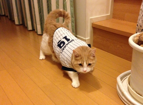 猫画像｜BASEBALL19番ゴン選手