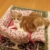 猫画像｜手作りベッド