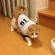 猫画像｜BASEBALL19番ゴン選手