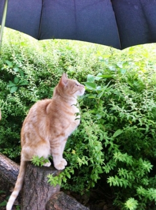 猫画像｜雨は嫌いだけど、傘は好き。