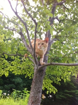 猫画像｜木の上から何が見えるのかな？