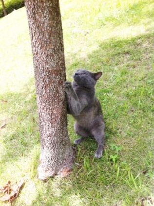 猫画像｜爪研ぎじゃなくて、木登りの練習