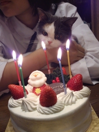 猫画像｜クリスマスケーキの蝋燭がこわい？