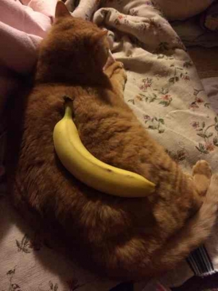 猫画像｜バナナと