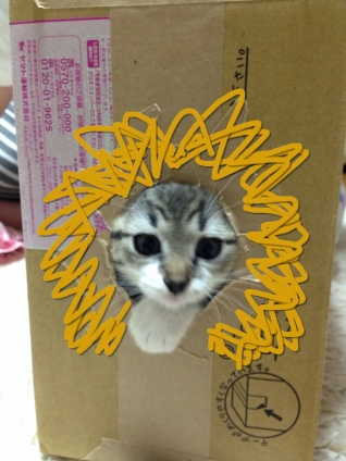 猫画像｜ライオンちーちゃん
