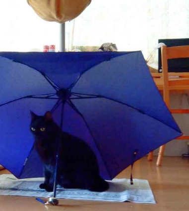 猫画像｜雨宿り？