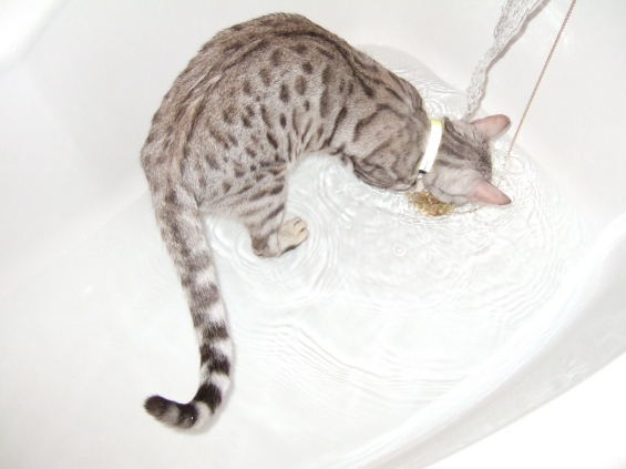 猫画像｜ベンガルはお水遊びが好き