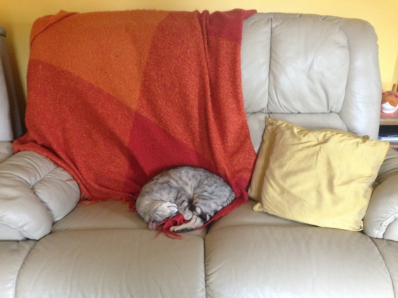 猫画像｜ソファーも毛布も独り占め