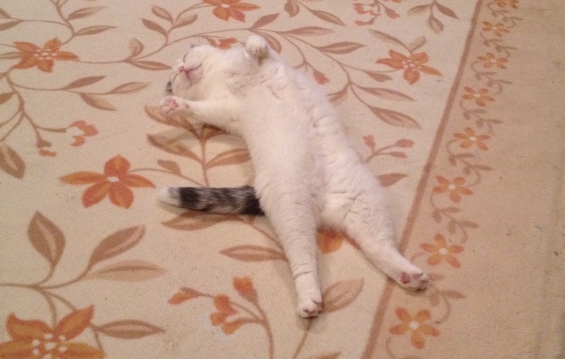 猫画像｜眠いニャ～