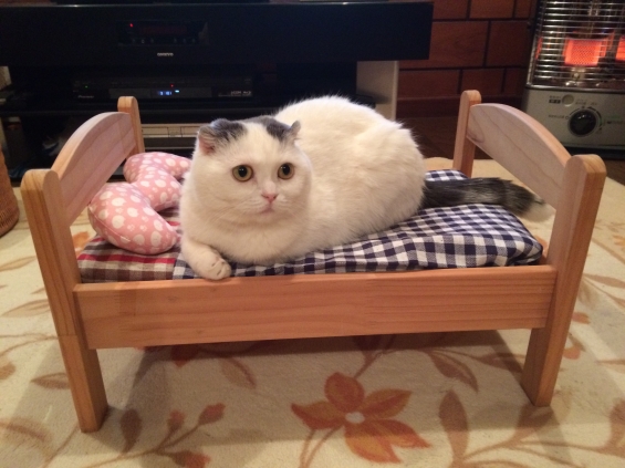 猫画像｜ベッド買ってもらったニャ。