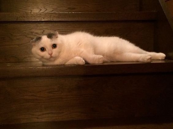 猫画像｜階段が好きだニャ。