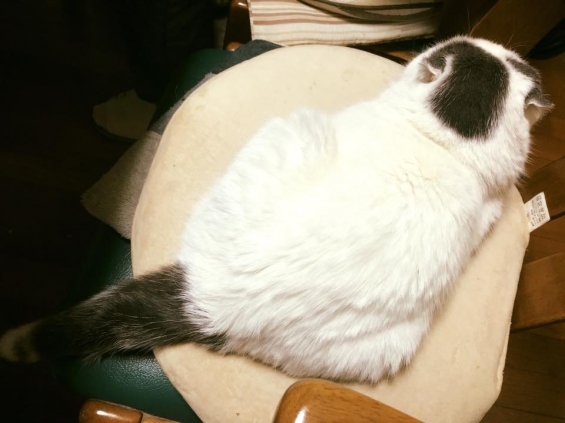 猫画像｜飼い主の椅子が良いんだニャ。