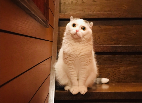 猫画像｜怪談じゃなくて階段話しだニャ。