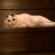 猫画像｜階段が好きだニャ。