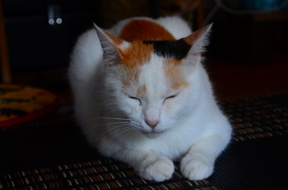 猫画像｜眠おてんば娘