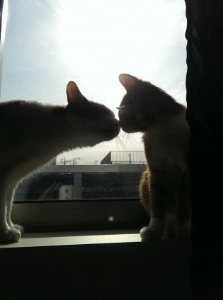猫画像｜休日の窓辺猫★